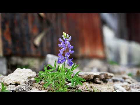 Panther Spring Ranch